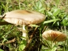 Volvopluteus gloiocephalus (DC.) Vizzini, Contu & Justo 2011