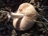 Volvopluteus gloiocephalus (DC.) Vizzini, Contu & Justo 2011