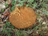 Xerocomus sp Xerocomus sp