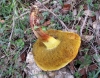 Xerocomus sp Xerocomus sp