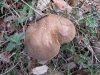 Xerocomus sp Xerocomus sp