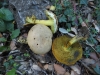 Xerocomus sp. Xerocomus sp.