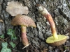 Xerocomus sp. Xerocomus sp.