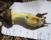 Xerocomus sp. Xerocomus sp.