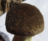 Xerocomus sp. Xerocomus sp.