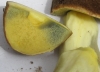 Xerocomus sp. Xerocomus sp.