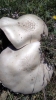 aff. Agaricus sp.