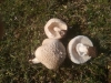 aff. Leucocoprinus cretaceus (Bull.) Locq. 1945