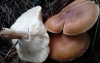 aff. Leucopaxillus gentianeus (Quél.) Kotl. 1966