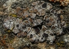 Acarospora aff. cervina Acarospora aff. cervina