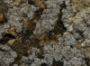 Acarospora cervina Acarospora cervina