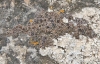 Acarospora cervina A. Massal Acarospora cervina A. Massal