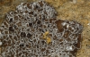 Acarospora cf. cervina Acarospora cf. cervina