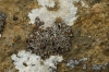 Acarospora cf. cervina y Aspicilia calcarea Acarospora cf. cervina y Aspicilia calcarea