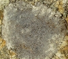 Acarospora laqueata