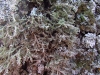 Anaptychia ciliaris