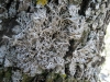 Anaptychia ciliaris (L.) Körber ex A. Massal