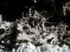 Anaptychia ciliaris (L.) Körber ex Massal.