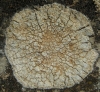 Aspicilia calcarea (L.) Mudd