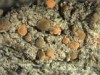 Bacidia friesiana