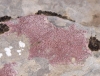 Bagliettoa marmorea (Scop) Gueidan & Cl. Roux