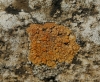 Caloplaca inconnexa var. inconnexa (Nyl.) Zahlbr. parasito sobre Aspicilia calcarea