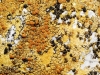 Caloplaca aff. aurantia