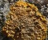 Caloplaca aff. aurantia