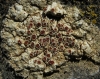 Caloplaca aff. erythrocarpa