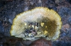 Caloplaca aurantia