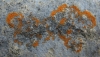 Caloplaca cirrochroa (Ach.) Th. Fr