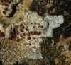 Caloplaca erythrocarpa (Pers.) Zwackh.