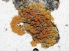 Caloplaca gr. saxicola