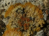 Caloplaca grupo saxicola