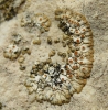 Caloplaca grupo saxicola