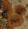 Caloplaca grupo saxicola
