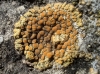 Caloplaca grupo saxicola
