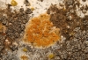 Caloplaca sp.
