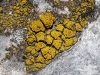 Candelariella aurella (Hoffm.) Zahlbr.