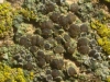 Catillaria chalybeia (Borrer) A. Massal.