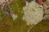 Cladonia rangiformis Hoffm.
