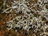 Cladonia sp. Cladonia sp.