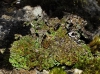 Cladonia sp. Cladonia sp.
