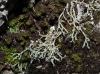 Cladonia sp. Cladonia sp.