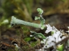 Cladonia sp. Cladonia sp.