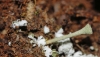 Cladonia sp. Cladonia sp.