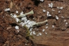 Cladonia sp. Cladonia sp.