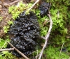 Collema auriforme (With.) Coppins & Laundon