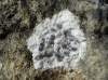 Diplotomma