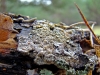 Lecanora sp.
